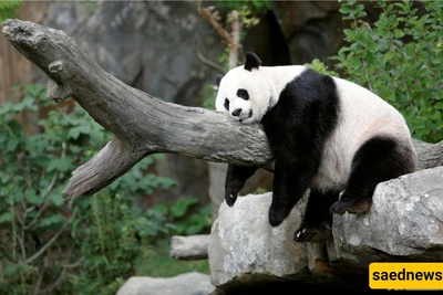 A Panda That Paints $560 Artwork!!