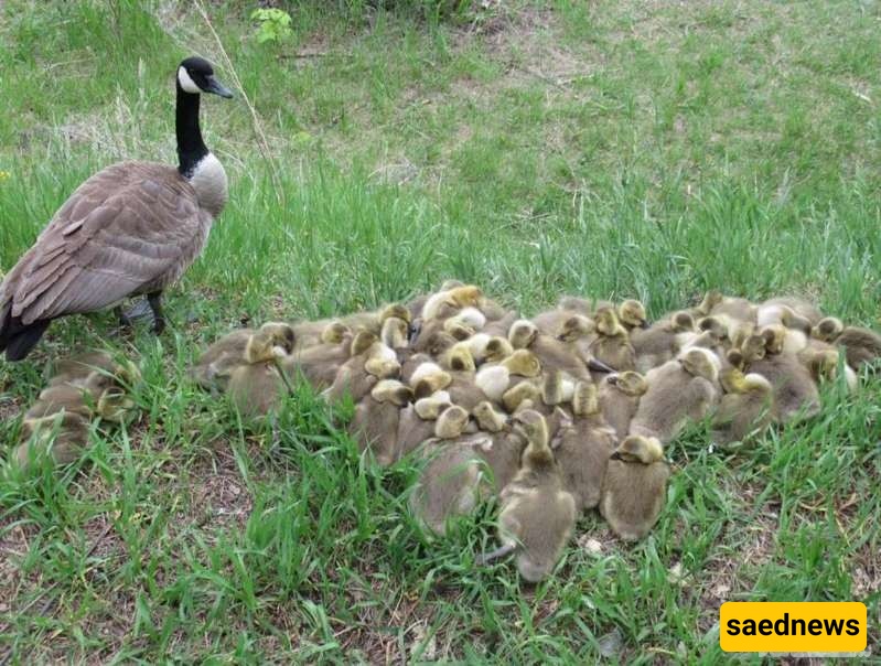 Goose 