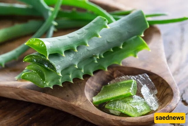 Aloe Vera