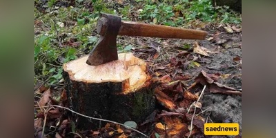 Why Cutting or Burning a Tree Is More Than 'Just a Tree' — The Islamic Ruling Explained