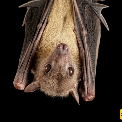Bat Blood Could be The Missing Link for Space Travel to Mars.