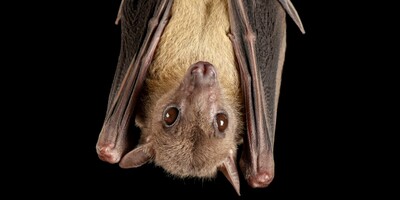 Bat Blood Could be The Missing Link for Space Travel to Mars.