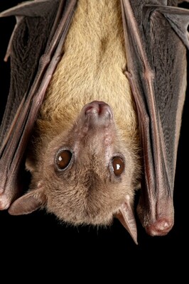 Bat Blood Could be The Missing Link for Space Travel to Mars.