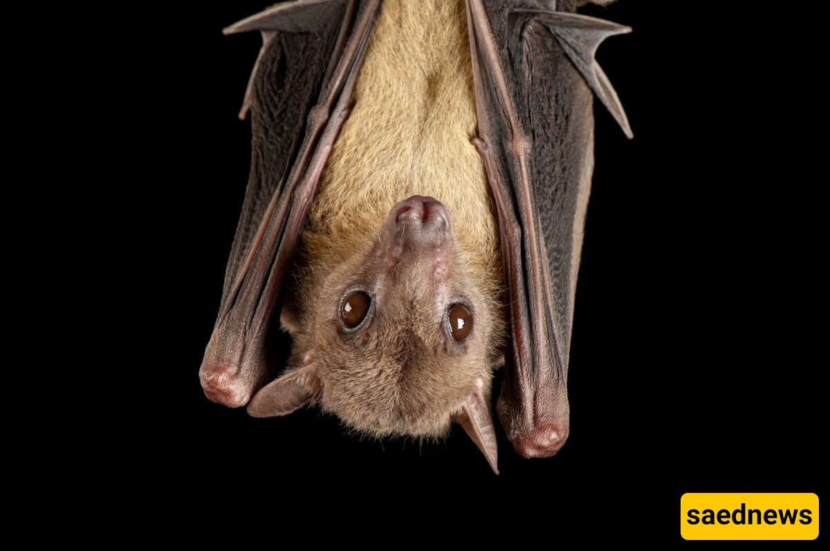 Bat Blood Could be The Missing Link for Space Travel to Mars.