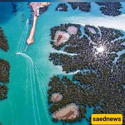 The Wonders of Harra Sea Forest, Iran's Forgotten Mangrove Paradise!