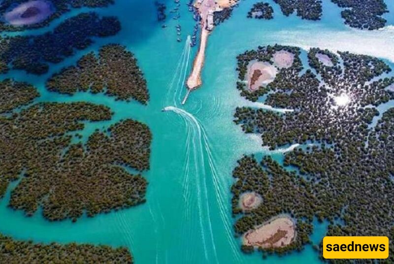 The Wonders of Harra Sea Forest, Iran's Forgotten Mangrove Paradise!