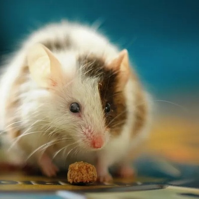 House Mouse and Its Physical, Behavioral, and Life Cycle Characteristics