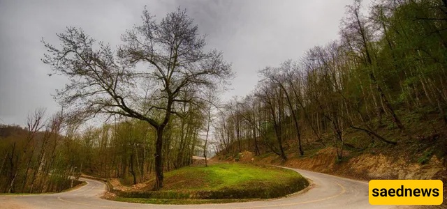 dalekhani forest
