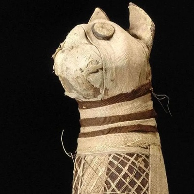 Amazing Discovery of a Strange Mummified Cat with Five Legs and Three Tails