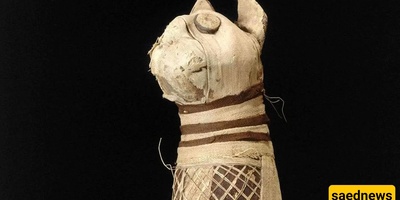 Amazing Discovery of a Strange Mummified Cat with Five Legs and Three Tails