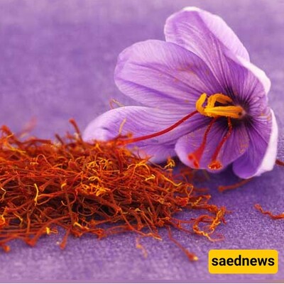 Saffron in Persian Cuisine: 9 Culinary Wonders that Captivate the Senses