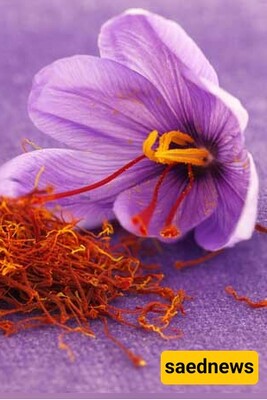 Saffron in Persian Cuisine: 9 Culinary Wonders that Captivate the Senses