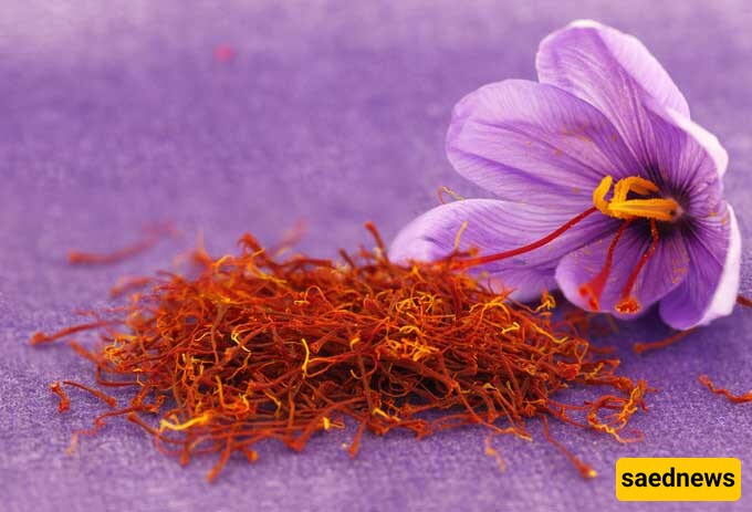 Saffron in Persian Cuisine: 9 Culinary Wonders that Captivate the Senses