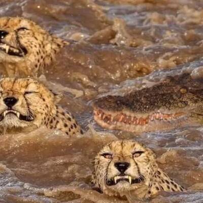 Wildlife Documentary Video / This story: The Life-and-Death Swim of a Cheetah in Tthe River Hosted by Crocodile!