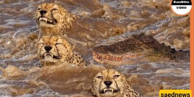 Wildlife Documentary Video / This story: The Life-and-Death Swim of a Cheetah in Tthe River Hosted by Crocodile!