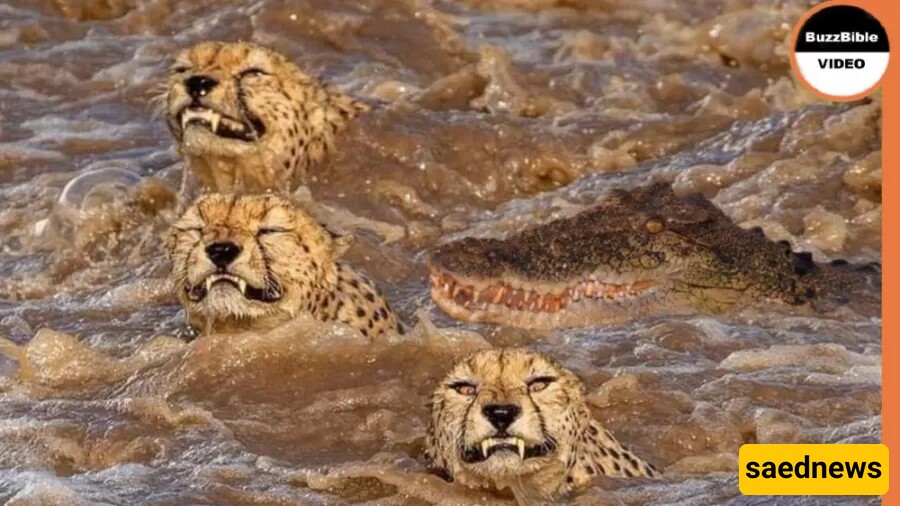 Wildlife Documentary Video / This story: The Life-and-Death Swim of a Cheetah in Tthe River Hosted by Crocodile!