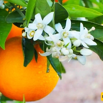 All the Health Benefits of Orange Blossom and Its Tea for the Body and Pregnancy + Side Effects