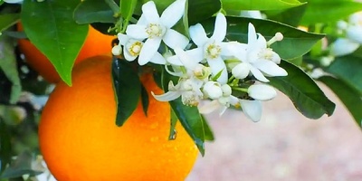 All the Health Benefits of Orange Blossom and Its Tea for the Body and Pregnancy + Side Effects