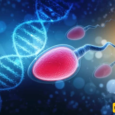 6 Foods To Improve Sperm Quality