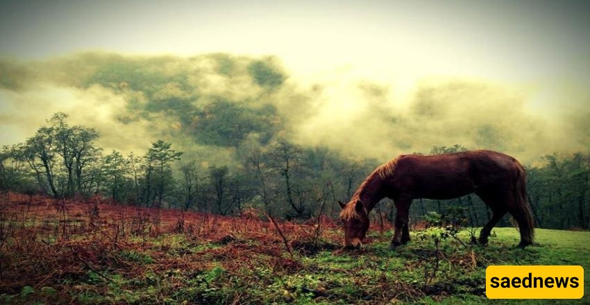  Abr Forest