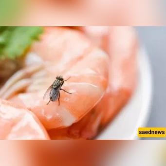 Can a Fly Make Your Food Impure? (The Religious Verdict You Should Know!)