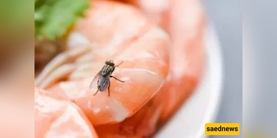 Can a Fly Make Your Food Impure? (The Religious Verdict You Should Know!)