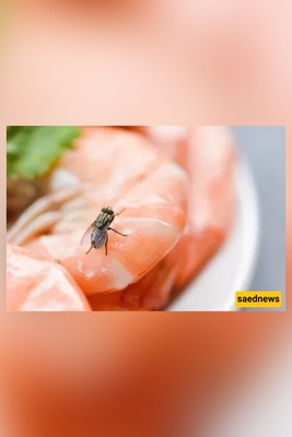 Can a Fly Make Your Food Impure? (The Religious Verdict You Should Know!)