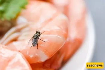Can a Fly Make Your Food Impure? (The Religious Verdict You Should Know!)