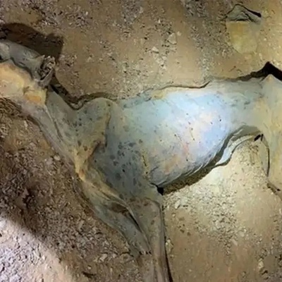 A Natural Cheetah Mummy Discovered in Northern Saudi Arabia Caves + photo