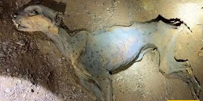 A Natural Cheetah Mummy Discovered in Northern Saudi Arabia Caves + photo