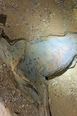 A Natural Cheetah Mummy Discovered in Northern Saudi Arabia Caves + photo