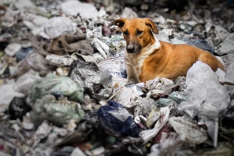(PHOTO) Miracle on the Streets: Stray Dog Rescues Abandoned Infant from Garbage