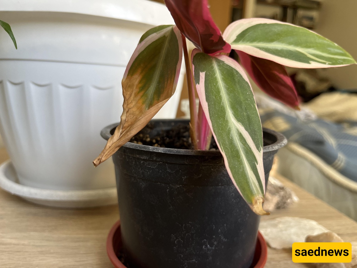 plant