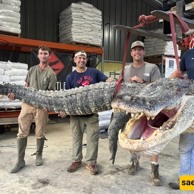 Hunting the Largest Crocodile in History in Mississippi, USA + Photos