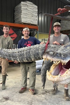 Hunting the Largest Crocodile in History in Mississippi, USA + Photos