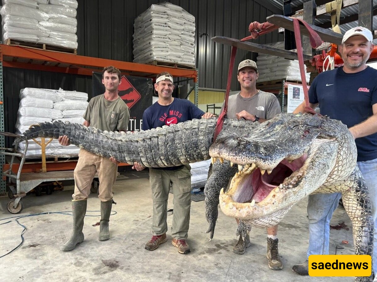 Hunting the Largest Crocodile in History in Mississippi, USA + Photos