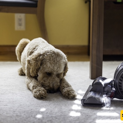 Why Are Some Pets Afraid of Vacuum Cleaners?