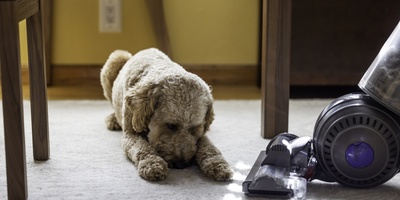 Why Are Some Pets Afraid of Vacuum Cleaners?