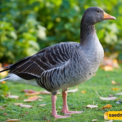 The Strange Story of a Goose That Is Caring for 47 Babies