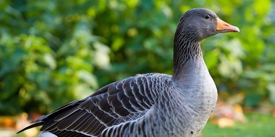 The Strange Story of a Goose That Is Caring for 47 Babies