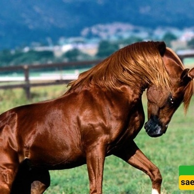 The Bitter Truth About History’s Most Beautiful Horse: Why the Achaemenid ‘Herbivorous Dragon’ Disappeared Forever