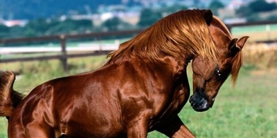 The Bitter Truth About History’s Most Beautiful Horse: Why the Achaemenid ‘Herbivorous Dragon’ Disappeared Forever