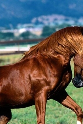 The Bitter Truth About History’s Most Beautiful Horse: Why the Achaemenid ‘Herbivorous Dragon’ Disappeared Forever