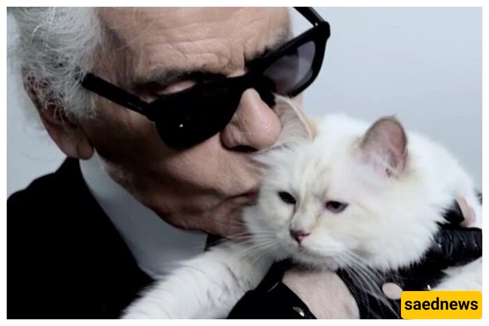 The World's Richest Cat Celebrates Its 11th Birthday on a Private Jet—Here’s Hoping Street Cats Get Some Luck 😐 + Photos