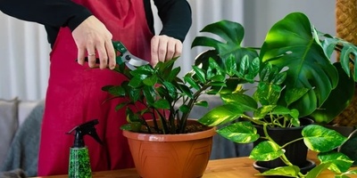 Why Some Plants Look Unattractive For A While After Pruning