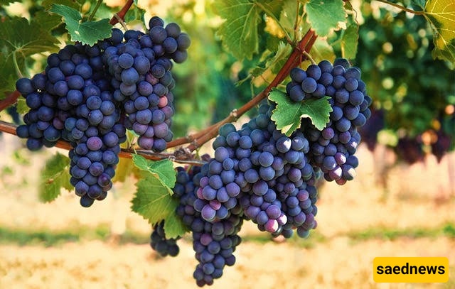 grapes