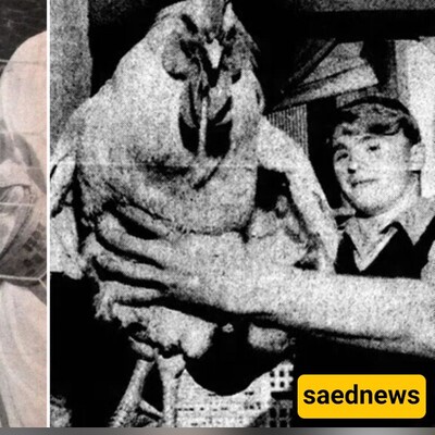 Meet 'Weirdo': The World's Biggest Super Chicken Weighing Nearly 2 Stone, Fiercely Dominating the Farmyard by Taking Down Cats and Even Injuring a Fan!