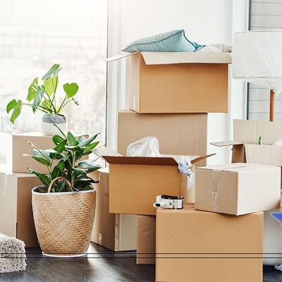 Important Tips for Moving Plants and Flowers During Relocation