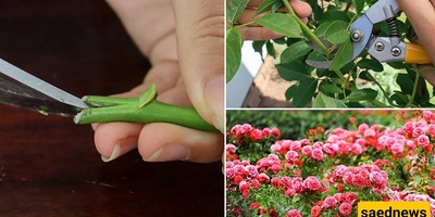 How to Propagate Roses from Cuttings: A Simple and Easy Guide to Planting and Growing Roses