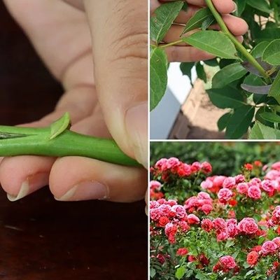 How to Propagate Roses from Cuttings: A Simple and Easy Guide to Planting and Growing Roses
